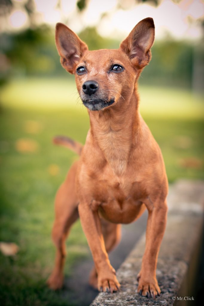 hundefoto als vorlage für fotogravur anhaenger