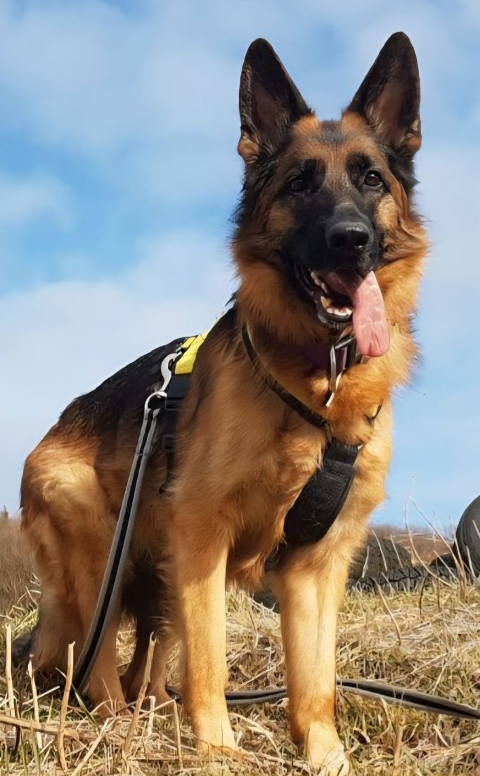 hundefoto vorlage fotogravur