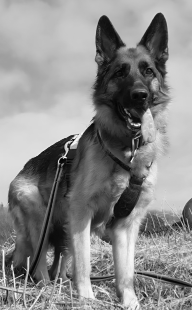 Bearbeitetes Kundenfoto eines Schäferhundes für die Fotogravur. Optimierte Kontraste für Gendenkplaketten und Holzaufsteller-Dankeschön
